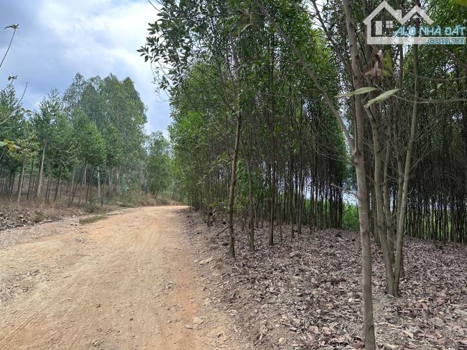 Đất 1tỷ6/2,7hecta Tạo Dòng Tiền 8tr/tháng - 4