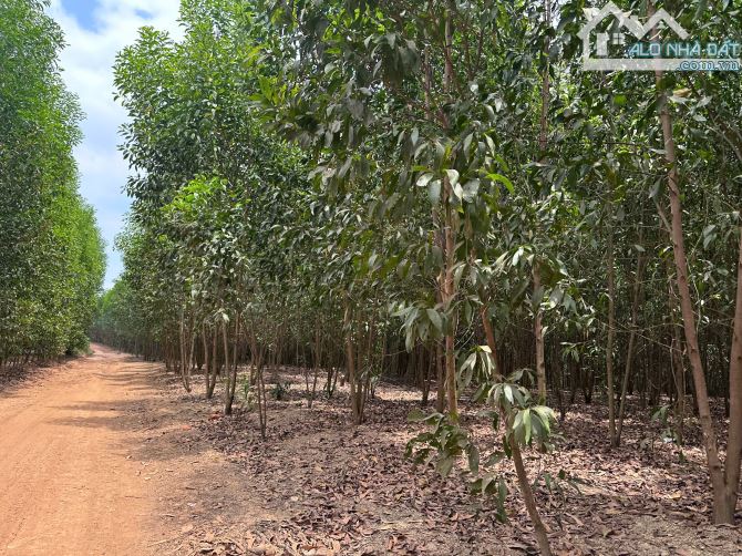 Đất 1tỷ6/2,7hecta Tạo Dòng Tiền 8tr/tháng - 5