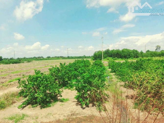 Quá thơm, chỉ 320tr sở hữu 500m2 đất vườn chanh - 7
