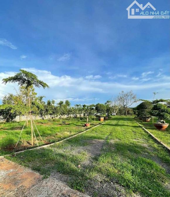 4,5 sào Đạt Lý cách đường 1A 80m có sầu riêng, cau, cây ăn trái