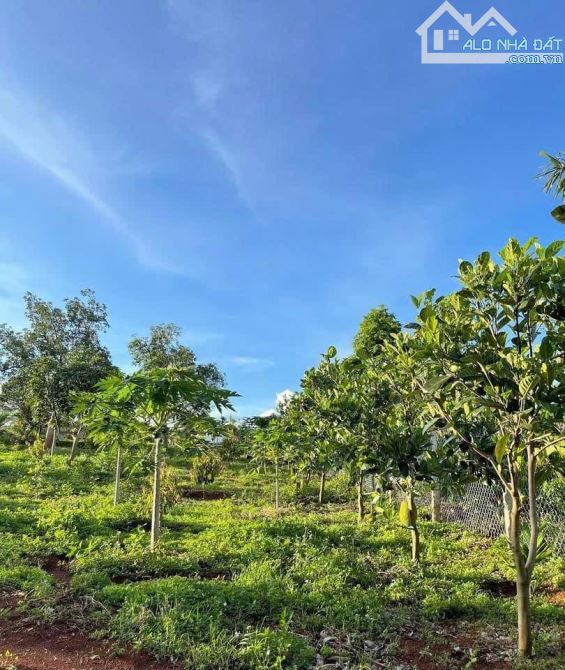 4,5 sào Đạt Lý cách đường 1A 80m có sầu riêng, cau, cây ăn trái - 1
