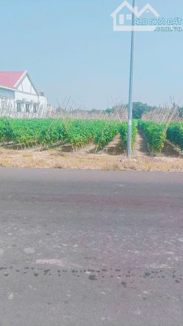 LÔ ĐẤT BIỂN HỒ TRÀM, MẶT TIỀN ĐƯỜNG NHỰA LỚN, CÁCH PHỐ ĐI BỘ VÀ BÃI TẮM CHƯA TỚI 5 PHÚT - 2