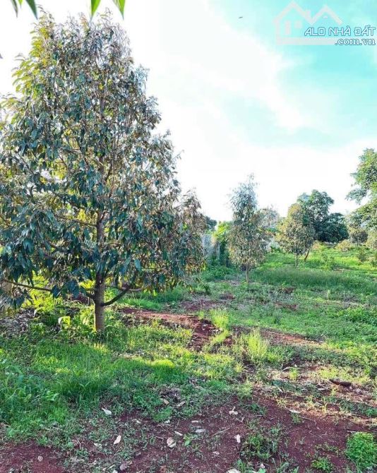 4,5 sào Đạt Lý cách đường 1A 80m có sầu riêng, cau, cây ăn trái - 2