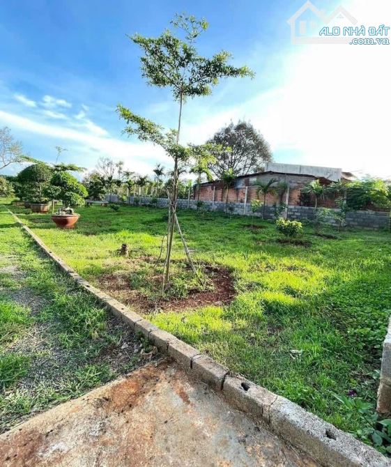 4,5 sào Đạt Lý cách đường 1A 80m có sầu riêng, cau, cây ăn trái - 4