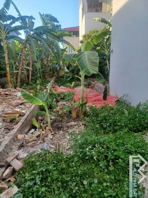 CẦN BÁN NHANH CỔ DƯƠNG TIÊN DƯƠNG - 2