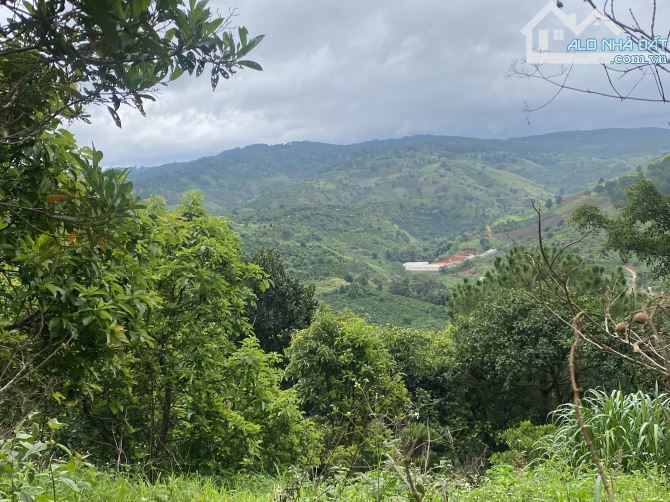 Cần bán đất Tà Nung Tp Đà Lạt  ngay chân đều view rừng  thông tuyệt đẹp - 4