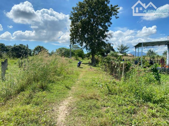 Bán nhanh lô đất 1000m2  km14 Hàm Kiệm - Tiến Thành, giá 295 triệu
