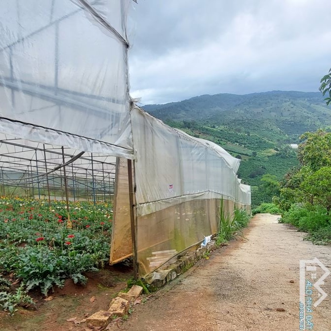 Bán lô đất view đẹp chân đèo Tà Nung🌲🌲4.622m- 14 tỷ có tl🔥 trên đất trồng cây ăn trái b - 1