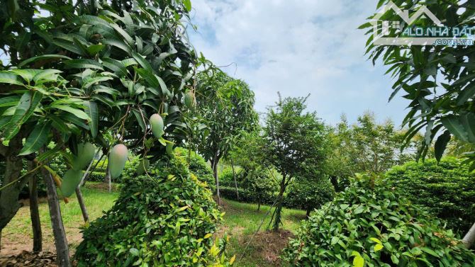Bán nhà vườn 4800m2, gần đường Hồ Chí Minh, Xã An Ninh Đông, Đức Hòa, Long An. Giá 8.5 tỷ - 1