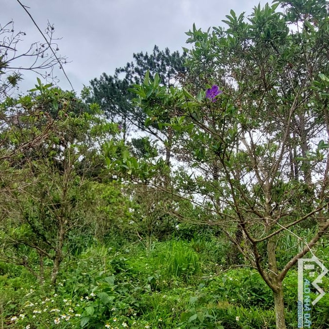 Bán lô đất view đẹp chân đèo Tà Nung🌲🌲4.622m- 14 tỷ có tl🔥 trên đất trồng cây ăn trái b - 2