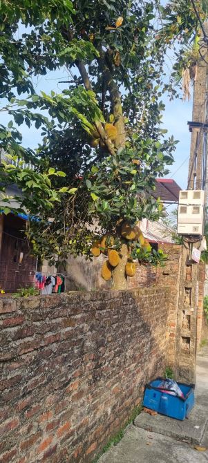 THIỆN TRÍ BÁN!! - MẢNH ĐẤT ĐẸP VUÔNG VĂN TẠI NỘI PHẬT - MAI ĐÌNH - SÓC SƠN - 1