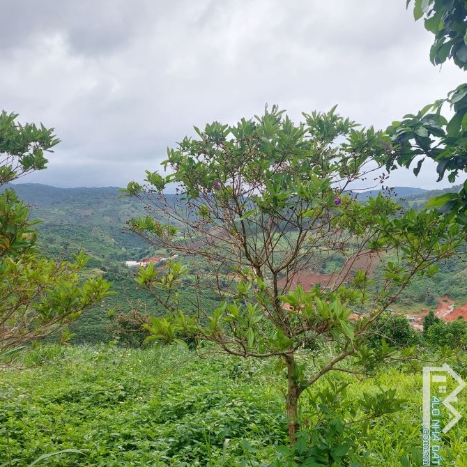 Bán lô đất view đẹp chân đèo Tà Nung🌲🌲4.622m- 14 tỷ có tl🔥 trên đất trồng cây ăn trái b - 3