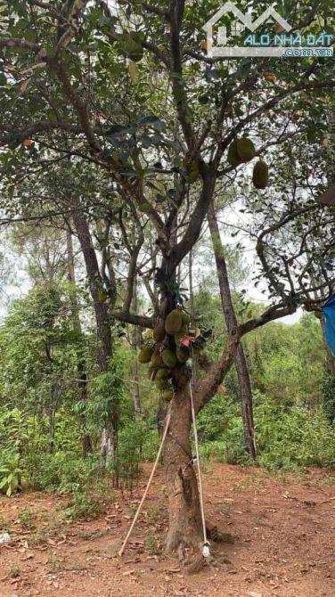 🅾️🅾️🅾️BÁN ĐẤT XÂY TRANG TRẠI,BIỆT THỰ VƯỜN - 3