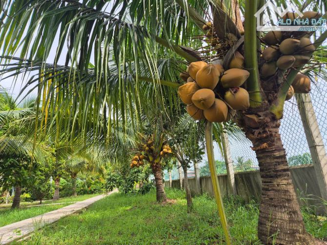 Bán nhà vườn 4800m2, gần đường Hồ Chí Minh, Xã An Ninh Đông, Đức Hòa, Long An. Giá 8.5 tỷ - 3