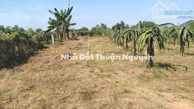 Bán Đất Vườn Lagi, Bình Thuận Vị Trí Đẹp Gần Khu Du Lịch - 4