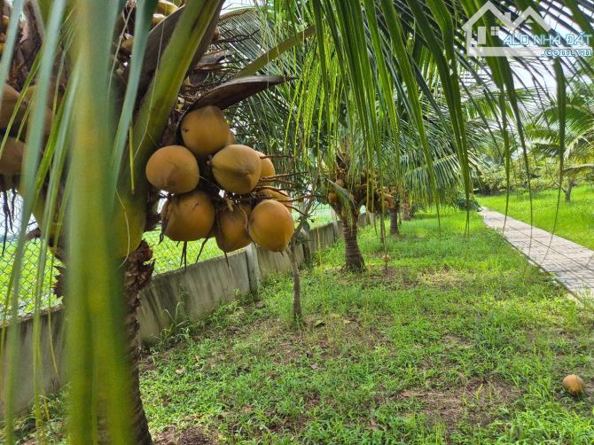Bán nhà vườn 4800m2, gần đường Hồ Chí Minh, Xã An Ninh Đông, Đức Hòa, Long An. Giá 8.5 tỷ - 4