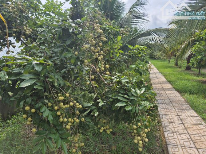 Bán nhà vườn 4800m2, gần đường Hồ Chí Minh, Xã An Ninh Đông, Đức Hòa, Long An. Giá 8.5 tỷ - 5