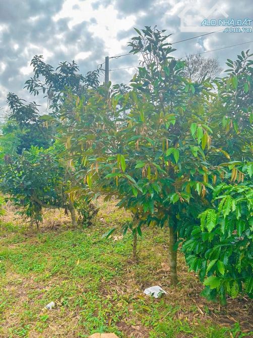 CẦN BÁN VƯỜN TRÁI CÂY VIEW SUỐI TUYỆT ĐEP CÁCH BIỂN HỒ TRÀM CHỈ 20p - 2