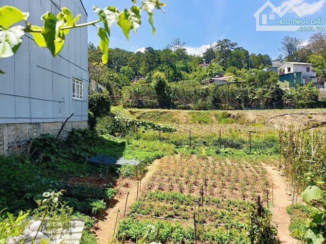 Bán Đất biệt thự Trần Thái Tông - P10 Đà Lạt. Gía 8.5 tỷ -248m2 - 3