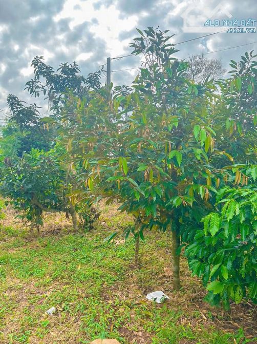 VƯỜN CÂY ĂN TRÁI VIEW SUỐI TUYỆT ĐẸP, SẴN THỔ CƯ, GIÁ CỰC RẺ CẦN BÁN GẤP TRONG TUẦN - 4