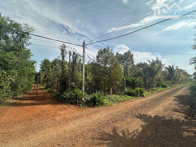 Do ko người chăm sóc khai thác nên chủ cần bán 2HA CAO SU 10NĂM TUỔI ĐANG THU HOẠCH