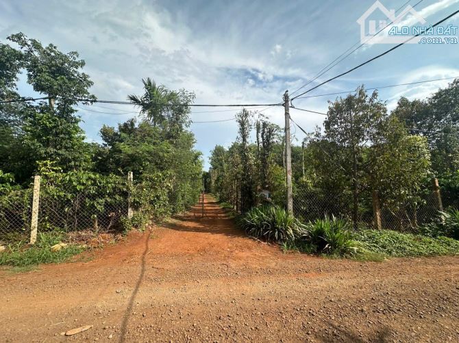 Do ko người chăm sóc khai thác nên chủ cần bán 2HA CAO SU 10NĂM TUỔI ĐANG THU HOẠCH - 1