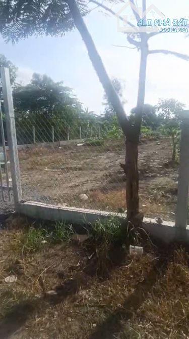 CẦN BÁN LÔ ĐẤT VƯỜN 533m2 VUÔNG VỨC MẶT TIỀN ĐƯỜNG BÙI VĂN SỰ QUY ĐỨC BÌNH CHÁNH - 2
