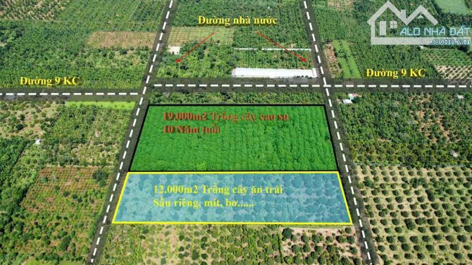 Do ko người chăm sóc khai thác nên chủ cần bán 2HA CAO SU 10NĂM TUỔI ĐANG THU HOẠCH - 3