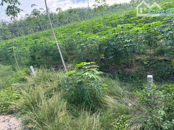 Bán đất đường Nhựa ấp Tân tiến, Xã Tân Lập , Tân Biên Tây Ninh 10x100m giá 399tr - 1