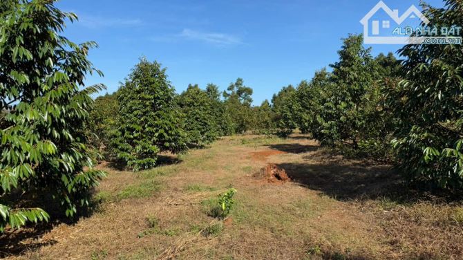 BÁN GẤP 3,6 HA ĐẤT CLN – ĐỨC LIỄU, BÙ ĐĂNG, BÌNH PHƯỚC – GIÁ CHỈ 10 TỶ TL - 5