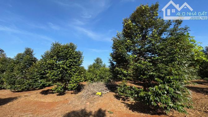 BÁN GẤP 3,6 HA ĐẤT CLN – ĐỨC LIỄU, BÙ ĐĂNG, BÌNH PHƯỚC – GIÁ CHỈ 10 TỶ TL - 6