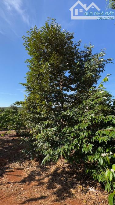 BÁN GẤP 3,6 HA ĐẤT CLN – ĐỨC LIỄU, BÙ ĐĂNG, BÌNH PHƯỚC – GIÁ CHỈ 10 TỶ TL - 7