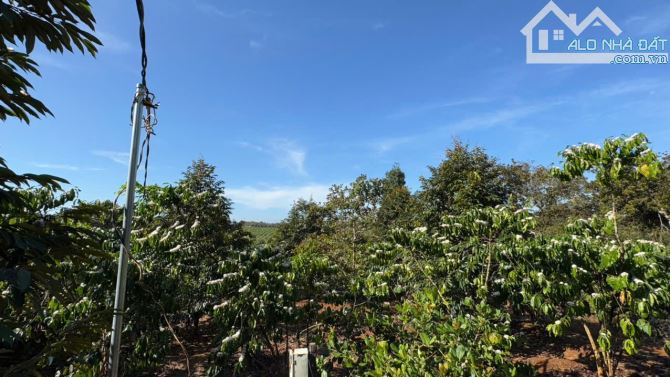 BÁN GẤP 3,6 HA ĐẤT CLN – ĐỨC LIỄU, BÙ ĐĂNG, BÌNH PHƯỚC – GIÁ CHỈ 10 TỶ TL - 8