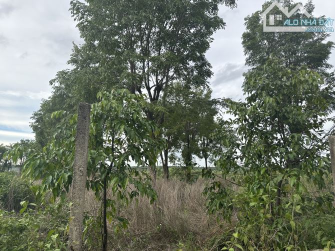 CẦN BÁN 5,6 SÀO ĐẤT THÔN 8 CUEBUA SAU TRƯỜNG HỌC - 2