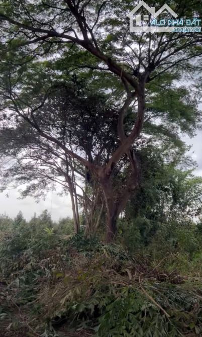 GẦN 30CÔNG ĐẤT LÀM DU LỊCH NGHỈ DƯỠNG NGAY GẦN THỊ TRẤN PHONG ĐIỀN- THUỘC KDL SINH THÁI TP - 2
