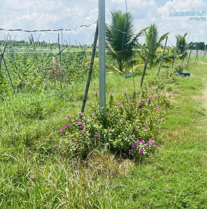 1000m2 có thổ cư (Không trung gian) chỉ 280tr sang tên sổ, còn lại cho trả dần - 2