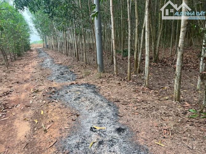 Bán hơn 1 mẫu 8 tân hiệp giá mềm cho nhà đầu tư
