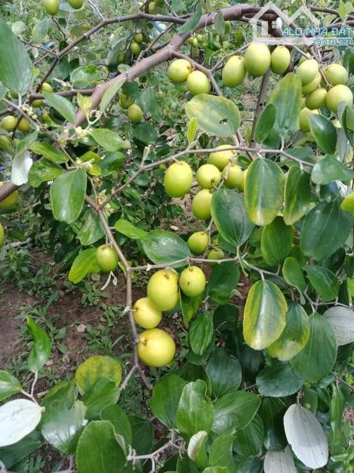 Bán 1ha đất vườn trồng 800 trái cây tổng hợp tại Định Quán, Đồng Nai - 1