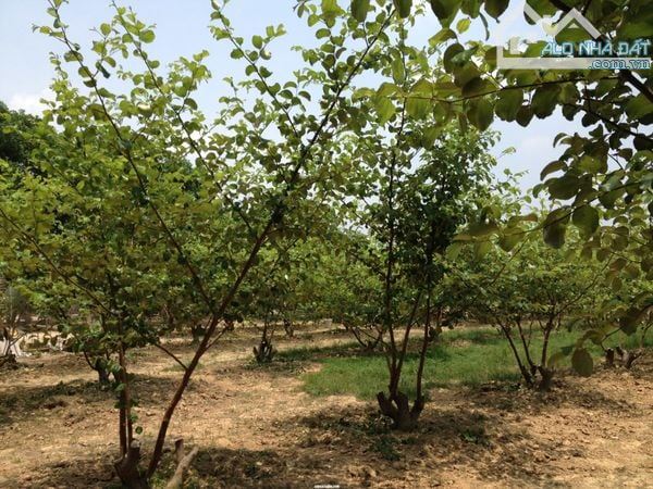 Bán 1ha đất vườn trồng 800 trái cây tổng hợp tại Định Quán, Đồng Nai - 2