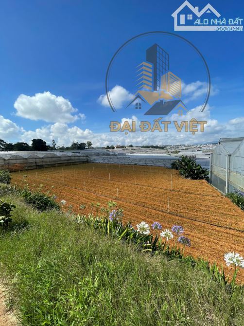 🌿 BÁN ĐẤT NÔNG NGHIỆP VIEW THOÁNG – P.8 ĐÀ LẠT - 4.5 TỶ