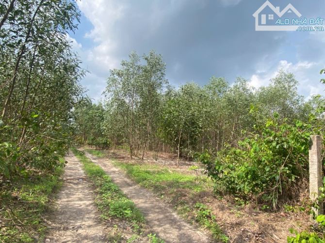 bán đất 8363m2 xã Tân Bình, Thị Xã LaGi, Bình Thuận. giá tốt chỉ 1,65 tỷ (197k/1m2)