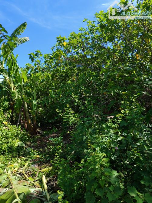 💥 LÔ ĐẤT VIEW BỜ KÊNH HÒA QUÝ – ĐƯỜNG LÊ QUÁT 💥 🌿 Vị trí đẹp, mát mẻ. - 1