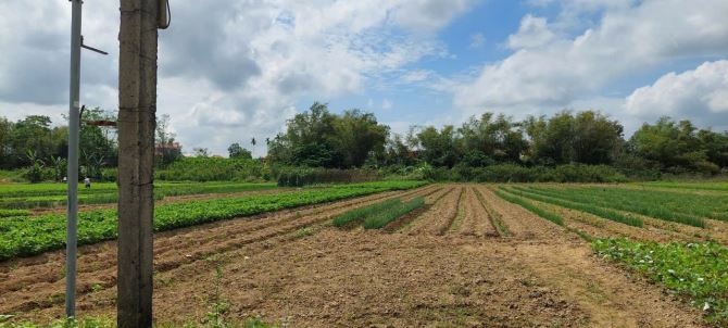 Đất trồng cây hằng năm view sông bồ bản mát mẻ 350m2. - 1