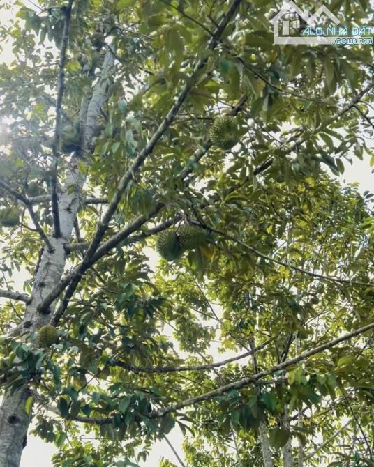 Bán Vườn Sầu Riêng nhà trồng tại TP HCM, diện tích 1079m2, bán ngộp chỉ 1ty250 triệu