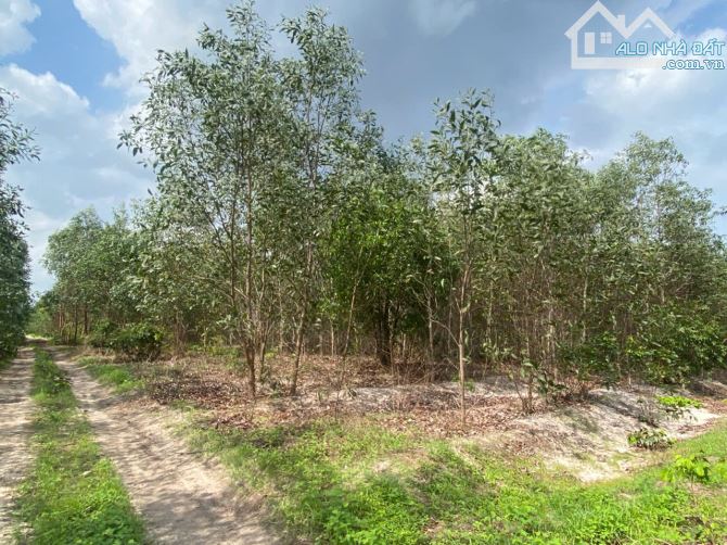 bán đất 8363m2 xã Tân Bình, Thị Xã LaGi, Bình Thuận. giá tốt chỉ 1,65 tỷ (197k/1m2) - 1