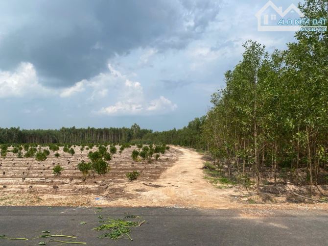 bán đất 8363m2 xã Tân Bình, Thị Xã LaGi, Bình Thuận. giá tốt chỉ 1,65 tỷ (197k/1m2) - 3