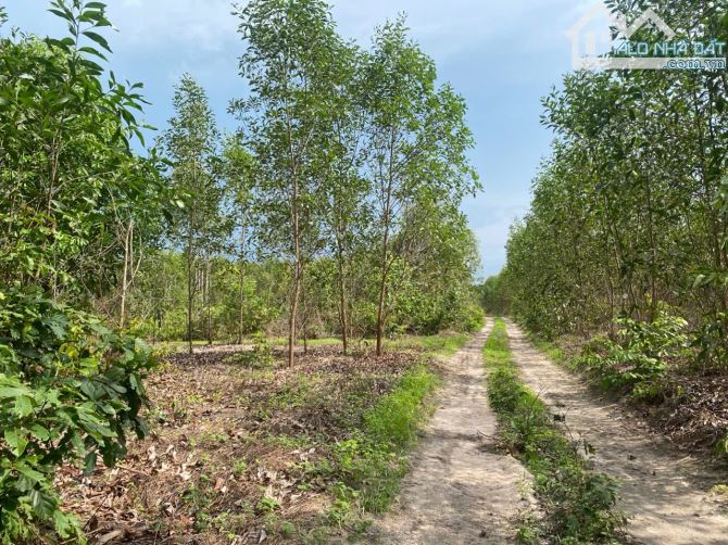 bán đất 8363m2 xã Tân Bình, Thị Xã LaGi, Bình Thuận. giá tốt chỉ 1,65 tỷ (197k/1m2) - 4