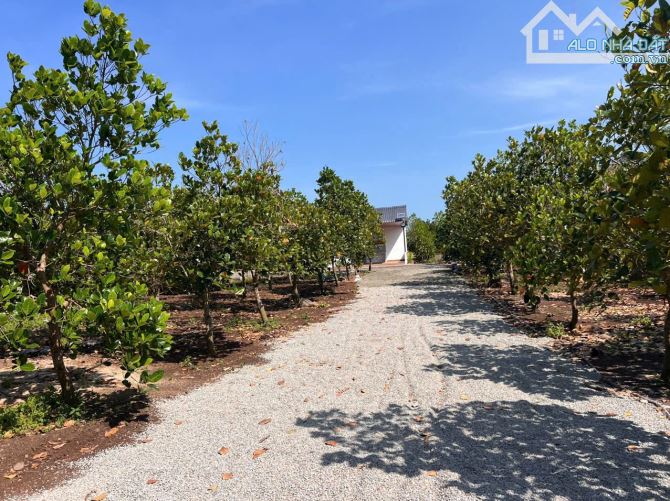 BÁN NHÀ VƯỜN LONG TÂN – GẦN HỒ SUỐI MÔN – VIEW MÁT MẺ QUANH NĂM GIÁ 1TY800 - 5
