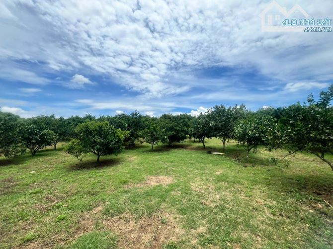 Cần bán lô đất 2633m - có 2480m đất ở - giá 4,x tỷ - sẵn vườn trồng cây ăn quả