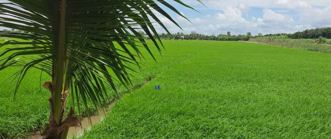 🔰 Bán đất lúa: 18.500m² (79m x 234m) 🔰 Đường thủy lợi  (xe máy tới đất), xã Mỹ Hội